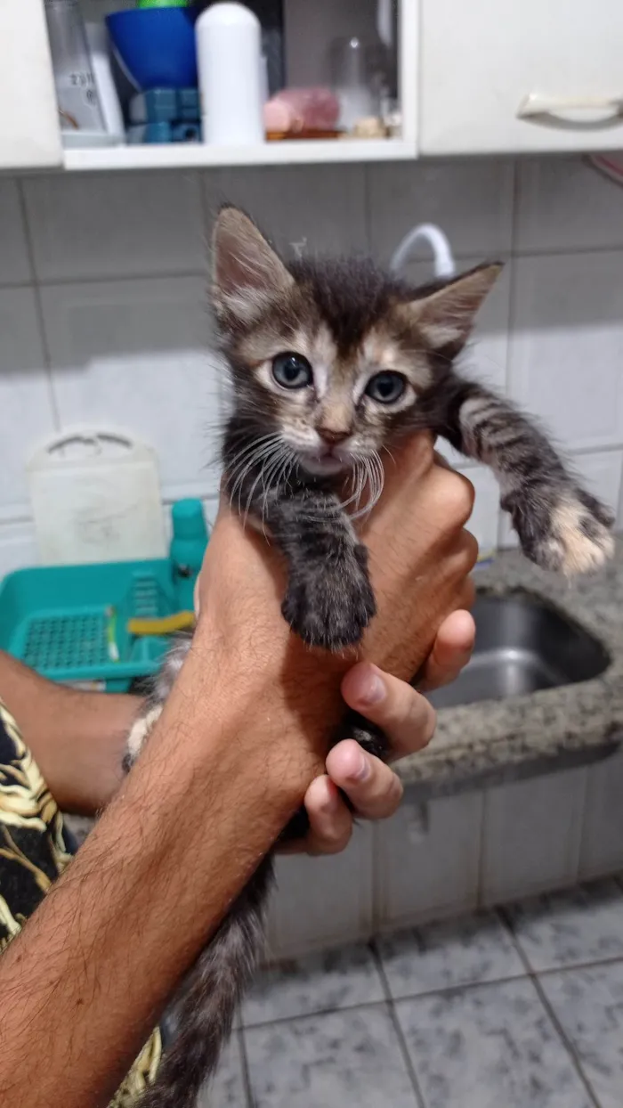 Gato raça SRD-ViraLata idade 2 a 6 meses nome Tifany 