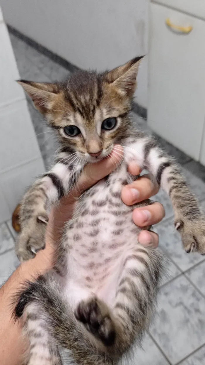 Gato raça SRD-ViraLata idade 2 a 6 meses nome Guilherme 