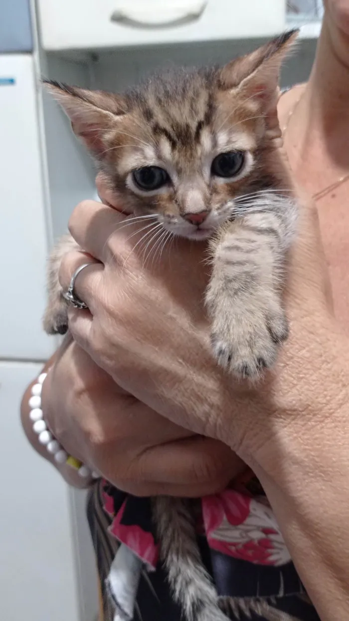 Gato raça SRD-ViraLata idade 2 a 6 meses nome Garfield 