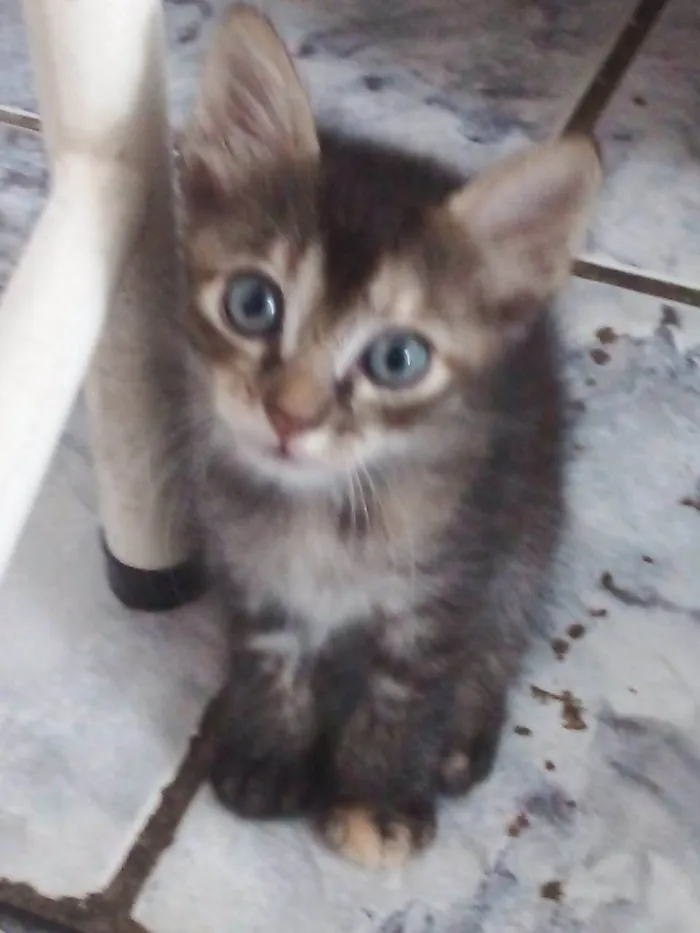 Gato raça SRD-ViraLata idade 2 a 6 meses nome Tifany 