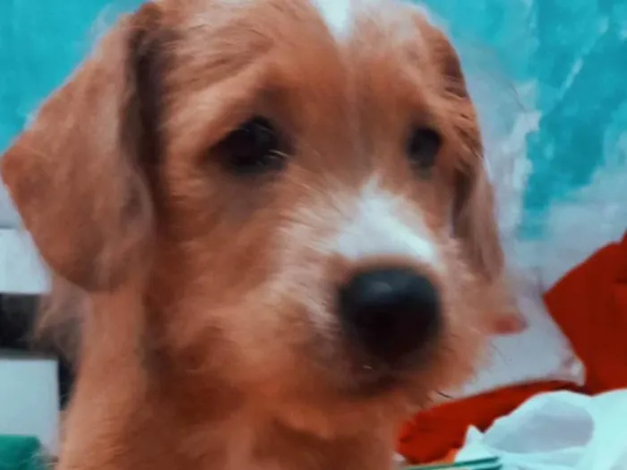 Cachorro ra a Poodle misturado com chow-chow idade 1 ano nome Lucky