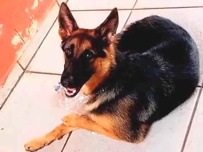 Cachorro ra a Pastor Alemão  idade 2 anos nome Lau