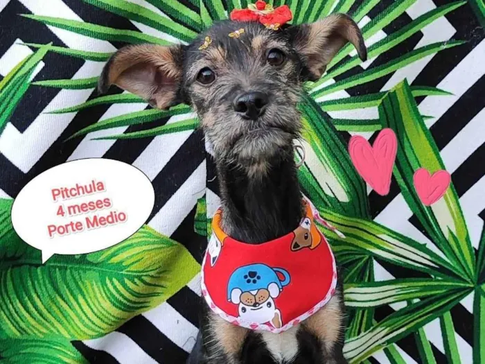 Cachorro raça SRD-ViraLata idade 2 a 6 meses nome Pitchula 