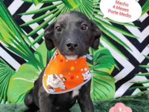 Cachorro raça SRD-ViraLata idade 2 a 6 meses nome Caio