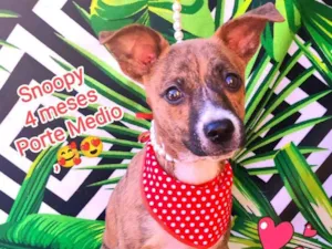 Cachorro raça SRD-ViraLata idade 2 a 6 meses nome Snoopy