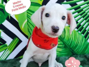 Cachorro raça SRD-ViraLata idade 2 a 6 meses nome Floquinho