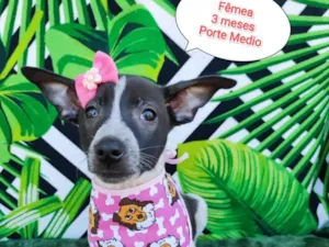 Cachorro raça SRD-ViraLata idade 2 a 6 meses nome Milla 