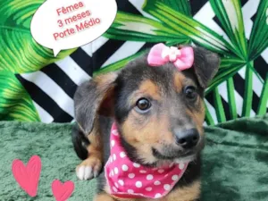 Cachorro raça SRD-ViraLata idade 2 a 6 meses nome Heloa 