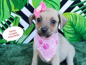Cachorro raça SRD-ViraLata idade 2 a 6 meses nome Dany