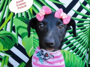 Cachorro raça SRD-ViraLata idade 2 a 6 meses nome Amora