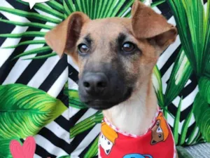 Cachorro raça SRD-ViraLata idade 2 a 6 meses nome Tiaguinho