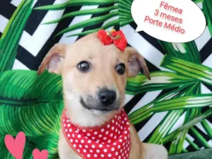 Cachorro raça SRD-ViraLata idade 2 a 6 meses nome Yara