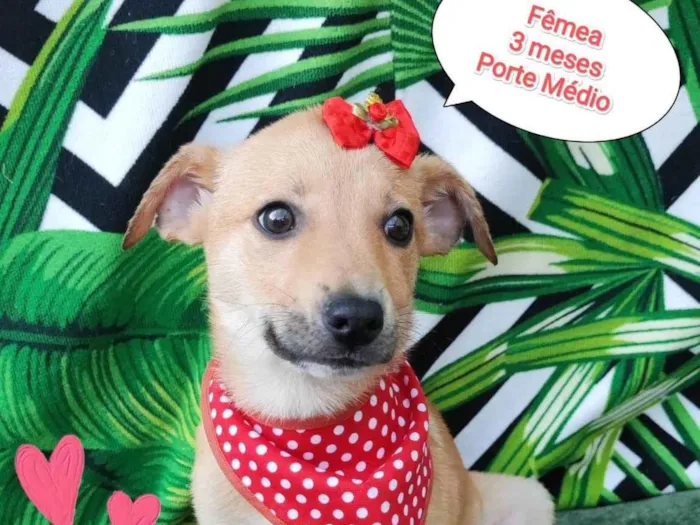 Cachorro raça SRD-ViraLata idade 2 a 6 meses nome Yara