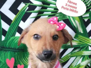 Cachorro raça SRD-ViraLata idade 2 a 6 meses nome Rapunzel 