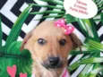 Cachorro raça SRD-ViraLata idade 2 a 6 meses nome Rapunzel 