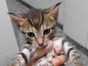 Gato raça SRD-ViraLata idade 2 a 6 meses nome Guilherme 