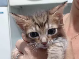 Gato raça SRD-ViraLata idade 2 a 6 meses nome Garfield 