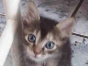 Gato raça SRD-ViraLata idade 2 a 6 meses nome Tifany 