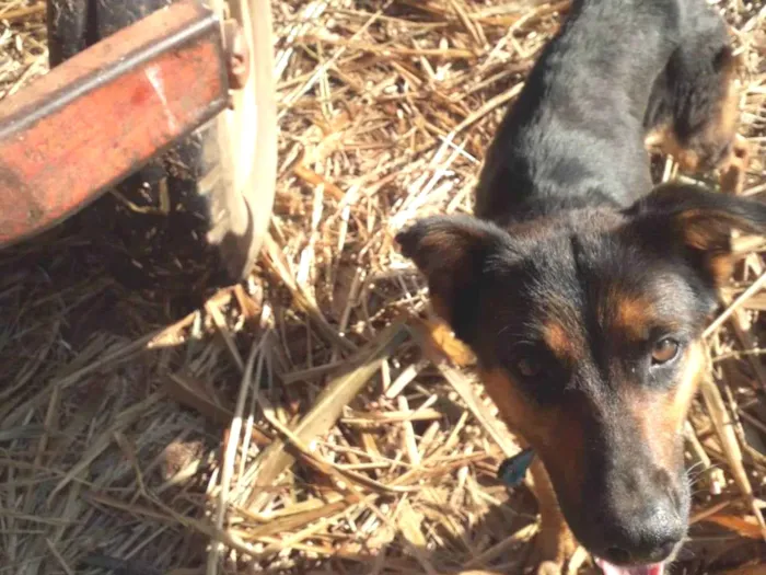 Cachorro ra a Pastor alemão (mestiço) idade 3 anos nome Rubi