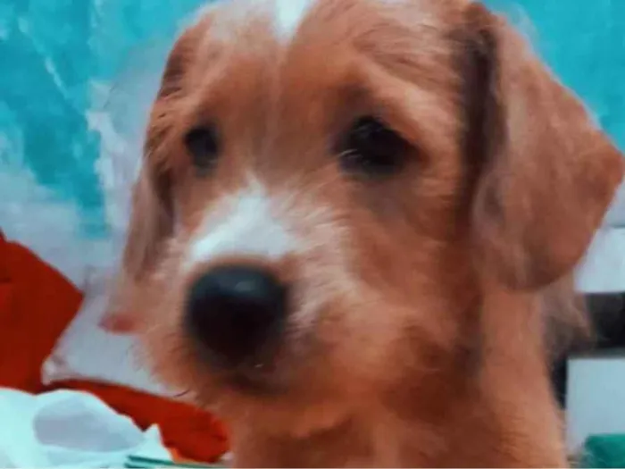 Cachorro ra a Poodle misturado com chow-chow idade 1 ano nome Lucky