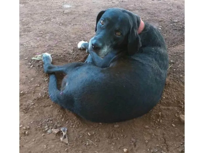 Cachorro ra a Vira lata idade 6 ou mais anos nome Honda