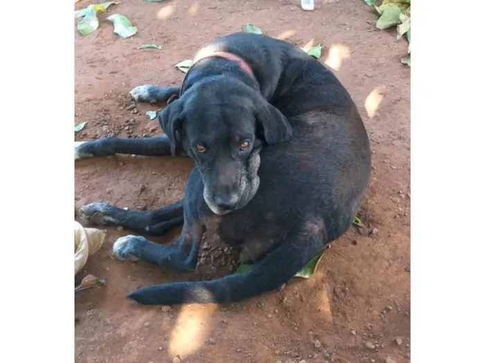 Cachorro ra a Vira lata idade 6 ou mais anos nome Honda