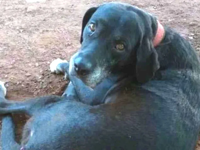 Cachorro ra a Vira lata idade 6 ou mais anos nome Honda