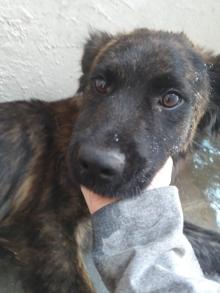 Cachorro ra a Vira lata  idade 7 a 11 meses nome Belinha