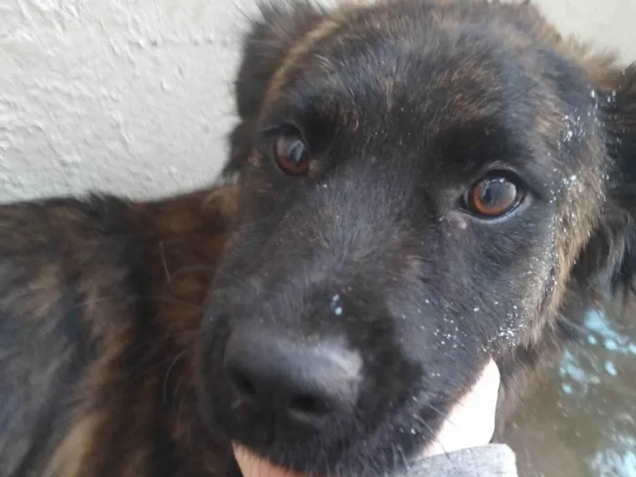 Cachorro ra a Vira lata  idade 7 a 11 meses nome Belinha