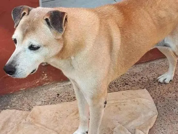 Cachorro ra a SRD-ViraLata idade 6 ou mais anos nome Lamby