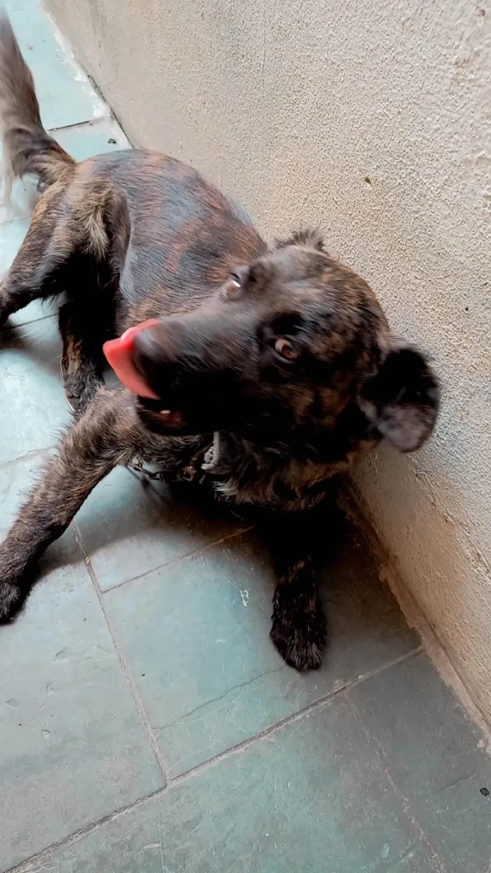 Cachorro ra a Vira lata  idade 7 a 11 meses nome Belinha