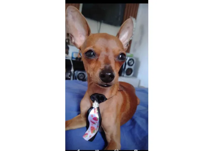 Cachorro raça Pinscher idade 2 anos nome Max