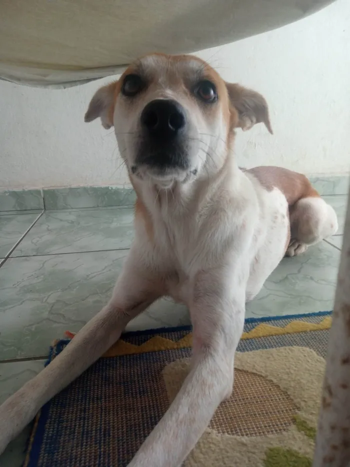 Cachorro ra a SRD-ViraLata idade 1 ano nome Pipoca