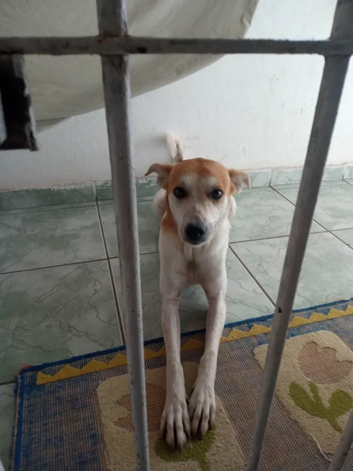 Cachorro ra a SRD-ViraLata idade 1 ano nome Pipoca