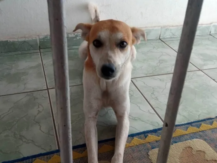 Cachorro ra a SRD-ViraLata idade 1 ano nome Pipoca