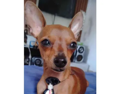 Cachorro raça Pinscher idade 2 anos nome Max
