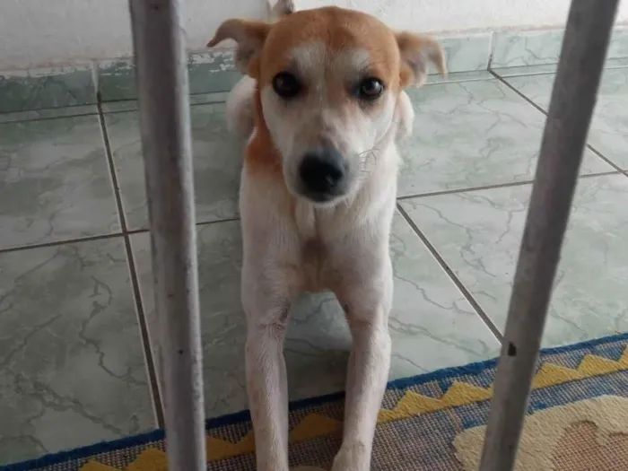 Cachorro ra a SRD-ViraLata idade 1 ano nome Pipoca