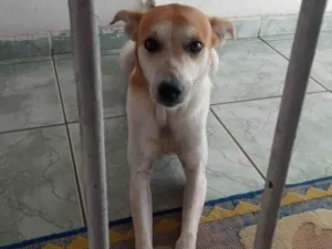 Cachorro raça SRD-ViraLata idade 1 ano nome Pipoca