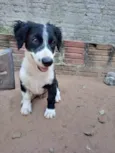 Bob