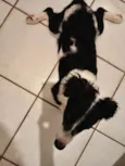Bob