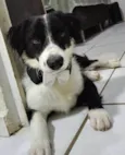 Bob