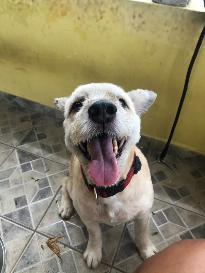 Cachorro ra a Vira idade 6 ou mais anos nome Boy