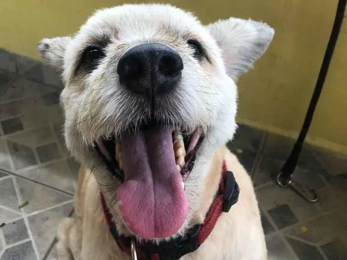 Cachorro ra a Vira idade 6 ou mais anos nome Boy