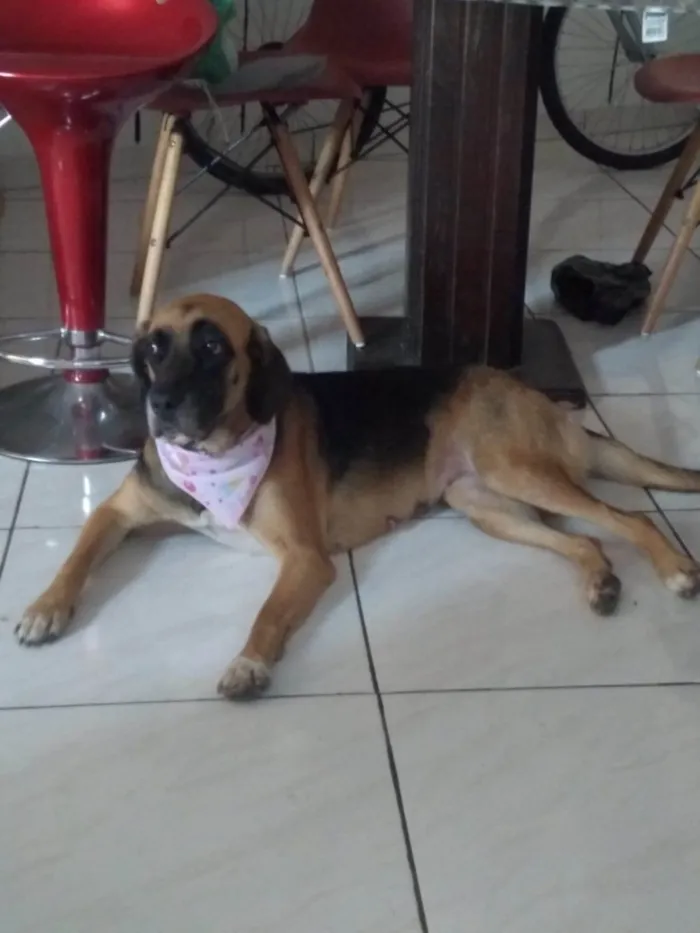 Cachorro ra a SRD-ViraLata idade 4 anos nome Mel