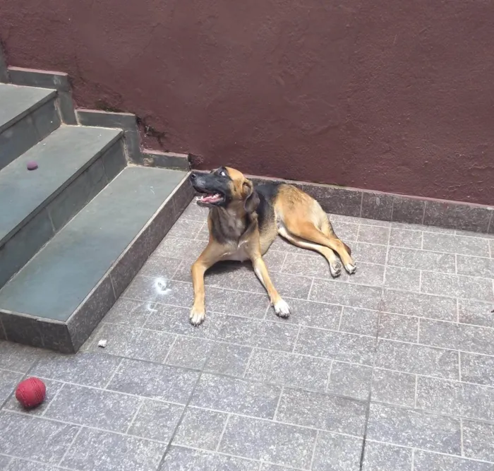 Cachorro ra a SRD-ViraLata idade 4 anos nome Mel