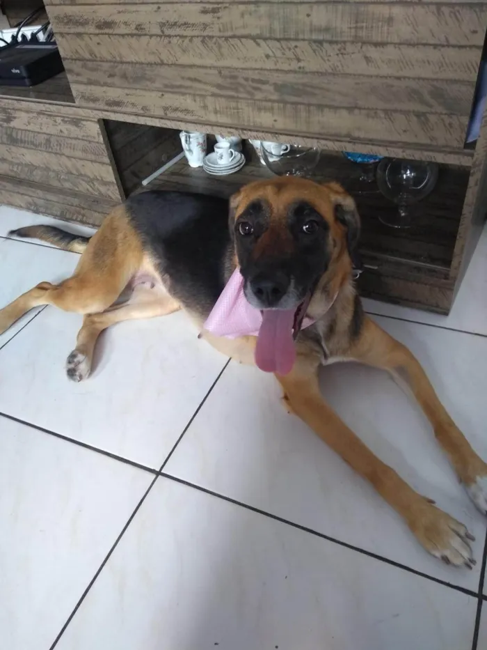 Cachorro ra a SRD-ViraLata idade 4 anos nome Mel