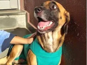 Cachorro raça SRD-ViraLata idade 4 anos nome Mel