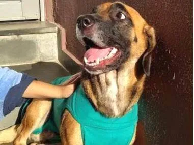 Cachorro ra a SRD-ViraLata idade 4 anos nome Mel