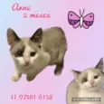 Gato raça Srd idade 2 a 6 meses nome Anne