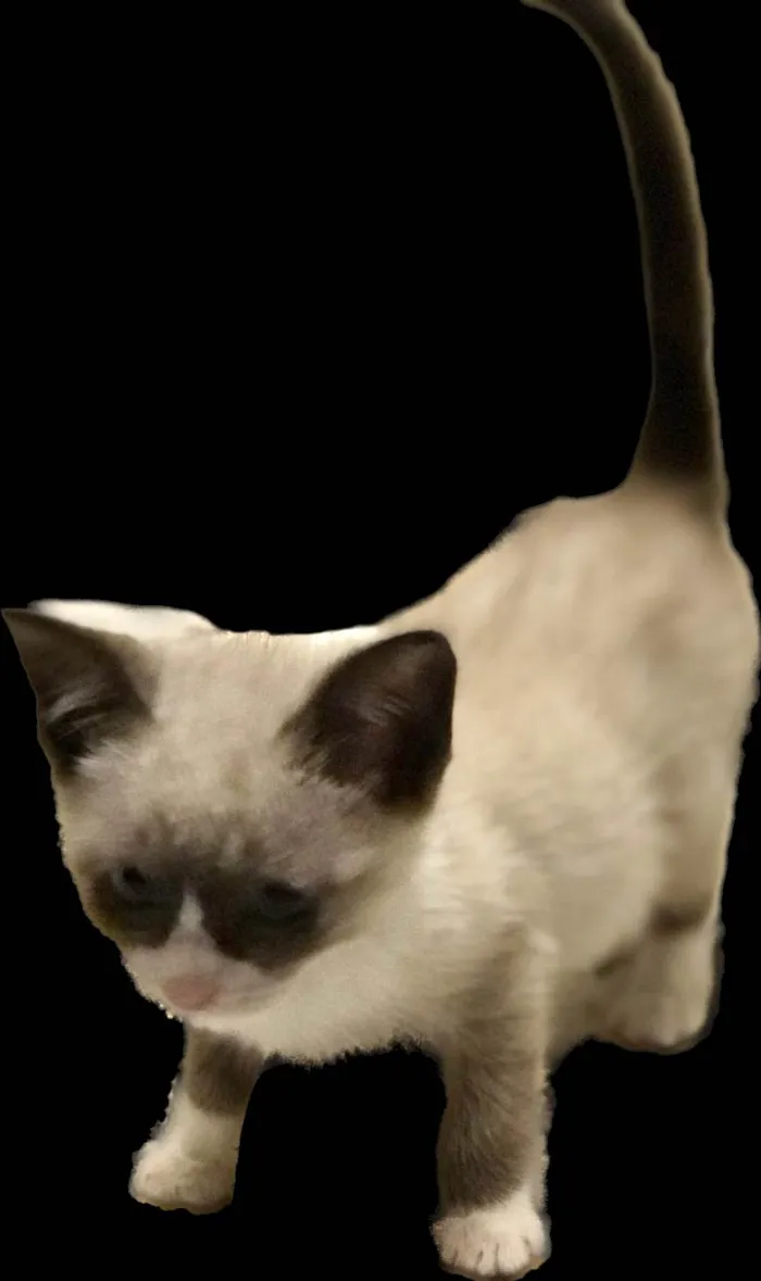 Gato raça Srd idade 2 a 6 meses nome Marie